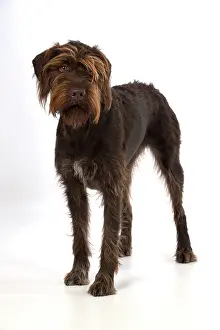 Pointers: Dog German Wire-haired Pointer on white in studio