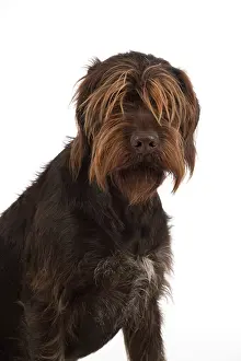 Pointers: Dog German Wire-haired Pointer on white in studio