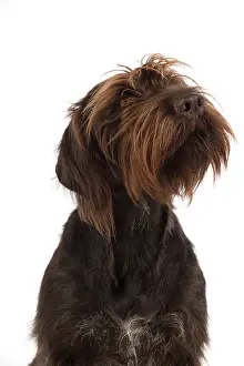 Pointers: Dog German Wire-haired Pointer on white in studio