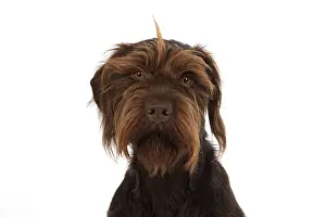 Pointers: Dog German Wire-haired Pointer on white in studio