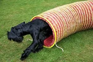 Tunnels: Dog - Giant Schnauzer doing agility