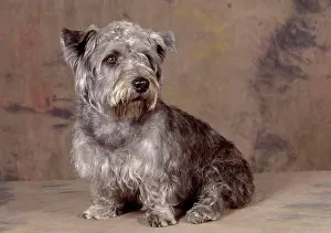 Dog - Glen of Imaal Terrier Dog