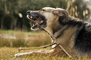Gnawing: Dog - gnawing a branch