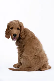 Doodles: DOG. Golden Doodle, golden retriever X poodle, p