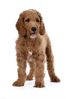 Doodles: DOG. Golden Doodle, golden retriever X poodle, p
