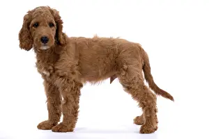 Doodles: DOG. Golden Doodle, golden retriever X poodle, p
