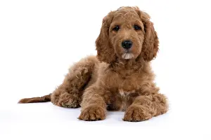 Doodles: DOG. Golden Doodle, golden retriever X poodle, p