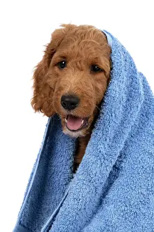 Wrapped: DOG. Golden Doodle, golden retriever X poodle, p