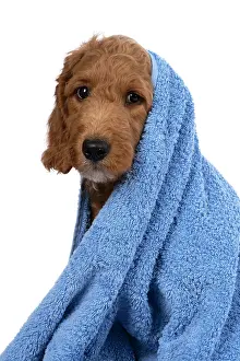Wrapped: DOG. Golden Doodle, golden retriever X poodle, p
