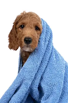 Wrapped: DOG. Golden Doodle, golden retriever X poodle, p