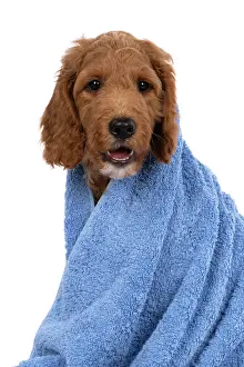 Wrapped: DOG. Golden Doodle, golden retriever X poodle, p