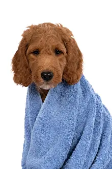 Wrapped: DOG. Golden Doodle, golden retriever X poodle, p