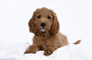 Doodles: DOG. Golden Doodle, golden retriever X poodle, p