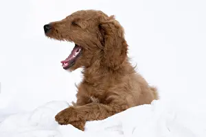 Doodles: DOG. Golden Doodle, golden retriever X poodle, p