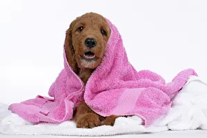Doodles: DOG. Golden Doodle, golden retriever X poodle, p