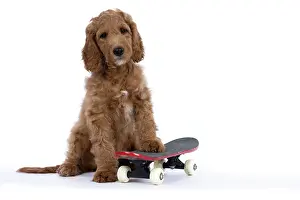 Doodles: DOG. Golden Doodle, golden retriever X poodle, p