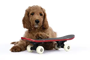 Doodles: DOG. Golden Doodle, golden retriever X poodle, p