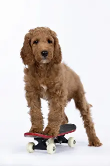 Doodles: DOG. Golden Doodle, golden retriever X poodle, p
