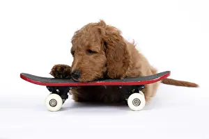 Doodles: DOG. Golden Doodle, golden retriever X poodle, p