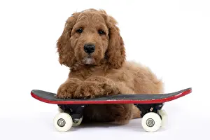 Doodles: DOG. Golden Doodle, golden retriever X poodle, p