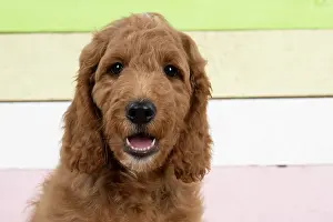 Doodles: DOG. Golden Doodle, golden retriever X poodle, p