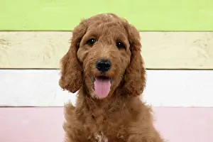 Doodles: DOG. Golden Doodle, golden retriever X poodle, p