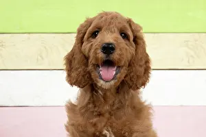 Doodles: DOG. Golden Doodle, golden retriever X poodle, p
