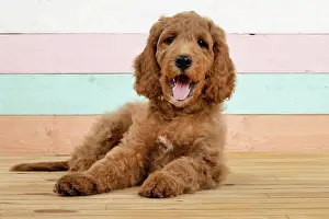 Doodles: DOG. Golden Doodle, golden retriever X poodle, p