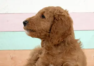 Doodles: DOG. Golden Doodle, golden retriever X poodle, p