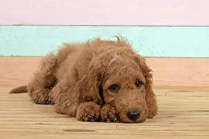Doodles: DOG. Golden Doodle, golden retriever X poodle, p