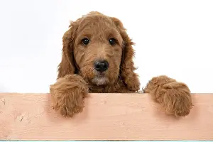 Doodles: DOG. Golden Doodle, golden retriever X poodle, p