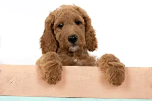 Doodles: DOG. Golden Doodle, golden retriever X poodle, p