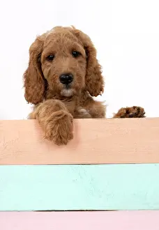 Doodles: DOG. Golden Doodle, golden retriever X poodle, p