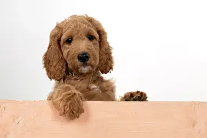 Doodles: DOG. Golden Doodle, golden retriever X poodle, p
