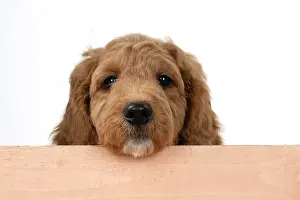 Doodles: DOG. Golden Doodle, golden retriever X poodle, p