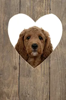 Doodles: DOG. Golden Doodle, golden retriever X poodle, p
