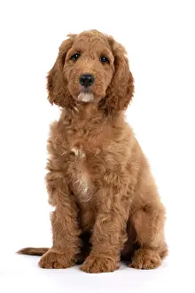 Doodles: DOG. Golden Doodle, golden retriever X poodle, p