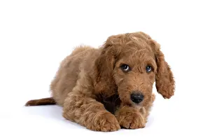 Doodles: DOG. Golden Doodle, golden retriever X poodle, p