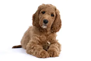Doodles: DOG. Golden Doodle, golden retriever X poodle, p