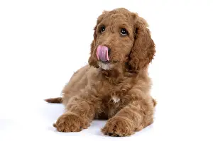 Sticking: DOG. Golden Doodle, golden retriever X poodle, p