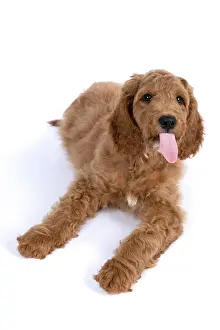 Sticking: DOG. Golden Doodle, golden retriever X poodle, p