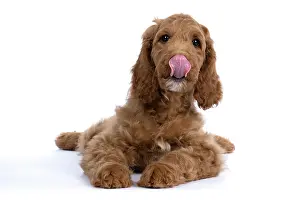 Sticking: DOG. Golden Doodle, golden retriever X poodle, p