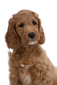 Doodles: DOG. Golden Doodle, golden retriever X poodle, p
