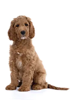 Doodles: DOG. Golden Doodle, golden retriever X poodle, p