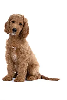 Doodles: DOG. Golden Doodle, golden retriever X poodle, p