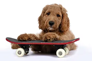 Doodles: DOG. Golden Doodle, golden retriever X poodle, p