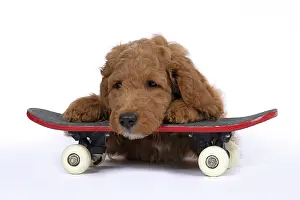 Doodles: DOG. Golden Doodle, golden retriever X poodle, p