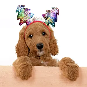Doodles: DOG. Golden Doodle, golden retriever X poodle, p