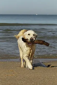 Fetching: Dog - Golden Retreiver on beach carrying stick