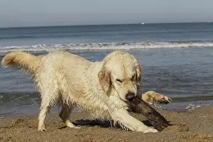 Retreiver: Dog - Golden Retreiver on beach playing with stick